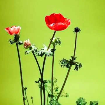 Low Angle View Of Red Flowering Plants and blossom Against green background Stock Photos