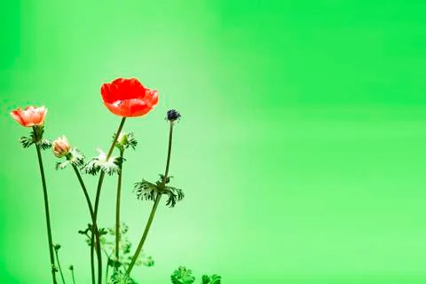 Low Angle View Of Red Flowering Plants and blossom Against green background Stock Photos