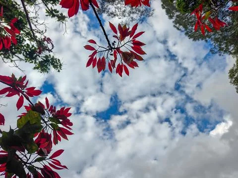 Low Angle View of Red Leaves and Forest Canopy Framing a Cloudy Blue Sky 스톡 사진
