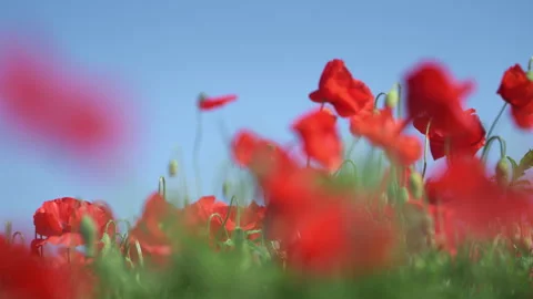 Low-angle view of red poppies swaying against a blue sky with soft natural bokeh Stock Footage 347483583