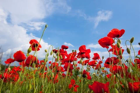 Low Angle View of Red Poppies Under a Cloudy Sky 스톡 사진
