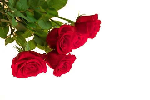 Low Angle View of Red Rose Bouquet Isolated on a Red Background. Copy space Foto stock