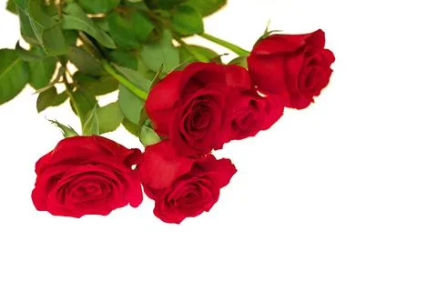 Low Angle View of Red Rose Bouquet Isolated on a Red Background. Copy space Foto stock