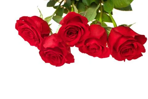 Low Angle View of Red Rose Bouquet Isolated on a White Background Stock Photos
