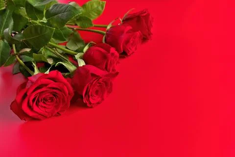 Low Angle View of Red Roses Bouquet on a Red Studio Background. Copy space right Stock Photos