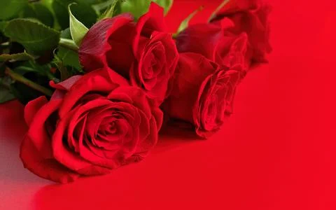 Low Angle View of Red Roses Bouquet on a Red Studio Background. Copy space right Stock Photos