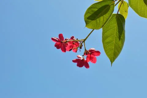 Low Angle View Red Tiny Peregrina Or Spicy Jatropha Or Jatropha Integerrima  Foto stock