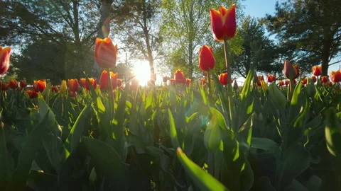 Low Angle View Of Red Tulips In Field At Sunrise Stockbeeldmateriaal 339614019