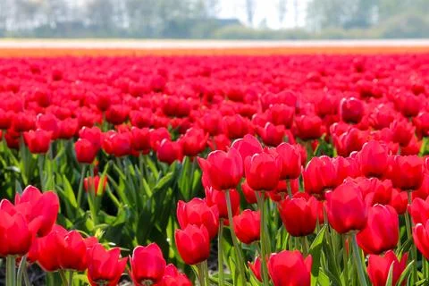 Low angle view of red tulips and white rows of tulips in the back Stock Photos