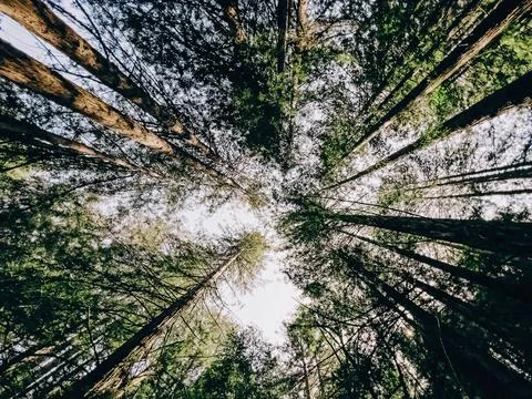 Low angle view to the redwood trees. Stock Photos