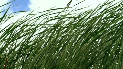 Low angle view of reeds blowing in the wind Stock Footage 112153440