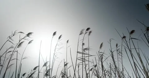 Low angle view of reeds rippling on wind against sun. Stock Footage 154002000
