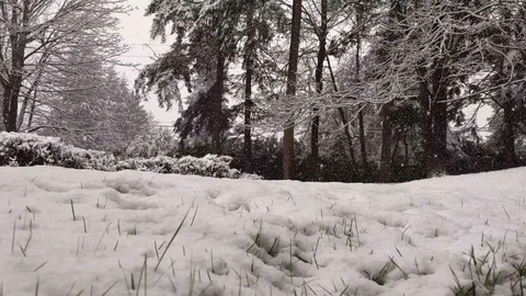 Low angle view of resh snow falling quickly in the pacific northwest Stock Footage