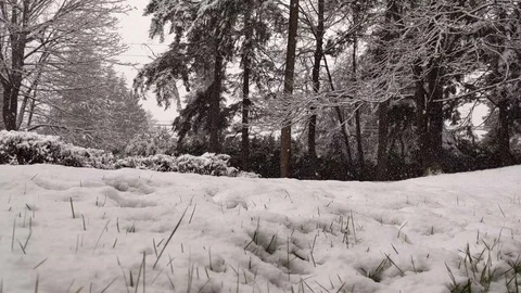 Low angle view of resh snow falling quickly in the pacific northwest Stock Footage 122862441