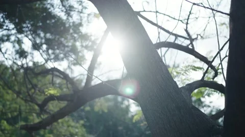 A low-angle view reveals the intricate structure of the tree canopy, with sunlig Vídeo Stock 331232429