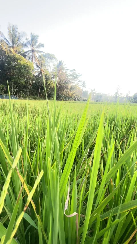 Low Angle View of Rice Field at Golden Hour Stock Footage 337885303