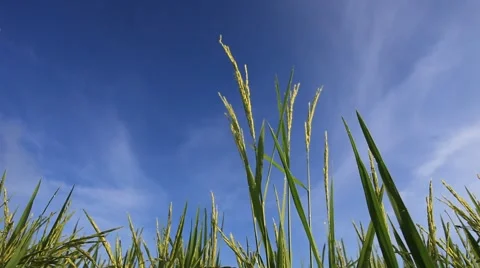 Low angle view of a rice paddy Stock Footage 58292083