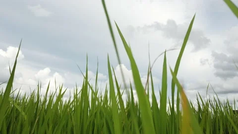 Low angle view rice plant in the corner of the city Stock Footage 209119850