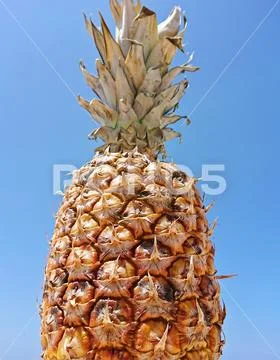 Low angle view of ripe pineapple on pastel blue sky background Stock Photos