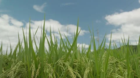 Low Angle View of Ripening Rice Panicles Swaying in the Wind Stock Footage 344739902