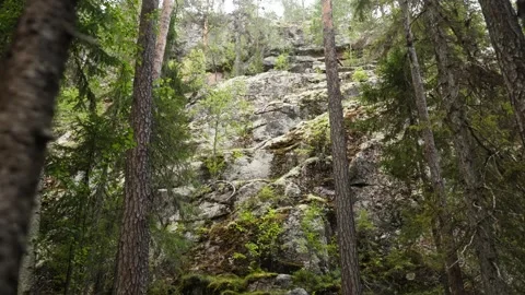 Low-angle view of a rocky forest hill with pine trees in Finland. Finish Lapland Stock Footage 311869136