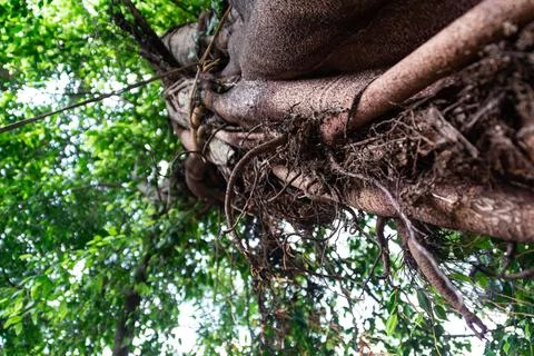 Low angle view of root of the giant old tree with the shady leaves covering t Stock Photos