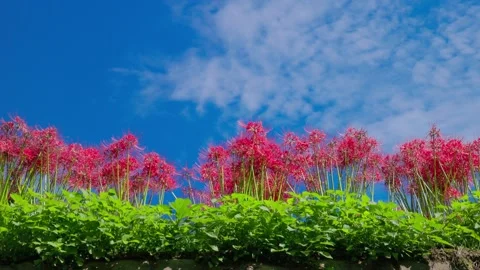 Low Angle View Of A Row Of Red Spider Lilies Against A Blue Sky And White Clouds Stock-Footage 347004368