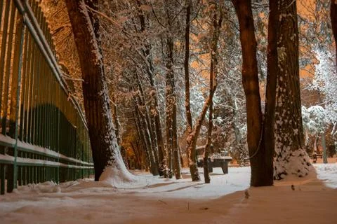 Low angle view of a row of trees in a park, near a green fence, at night Fotos Stock