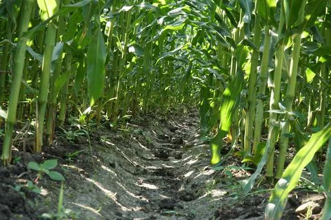 Low Angle View of a Row Of Young Corn Stalks Stock Photos