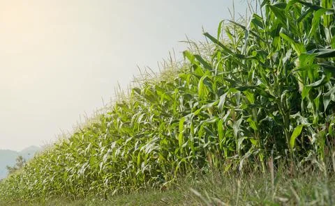 Low Angle View of a Row Of Young Corn Stalks Stock Photos