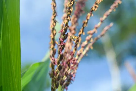 Low Angle View of a Row Of Young Corn Stalks Stock Photos