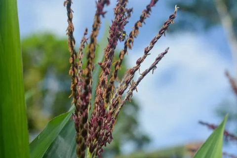 Low Angle View of a Row Of Young Corn Stalks Stock Photos