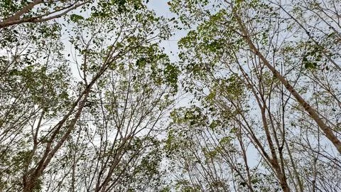 Low Angle View of Rubber Tree Canopy and Sky Stock Photos