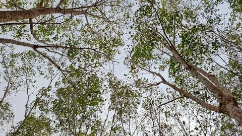 Low Angle View of Rubber Tree Canopy and Green Leaves Against Bright Sky Stock Photos