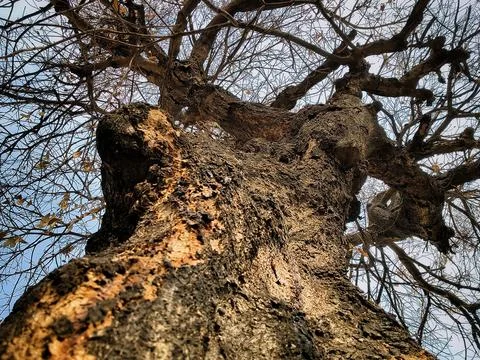 Low angle view of a rugged old tree trunk with textured bark and bare branches. Stock Photos