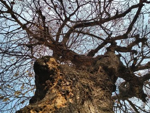 Low angle view of a rugged old tree trunk with textured bark and bare branches. Stock Photos