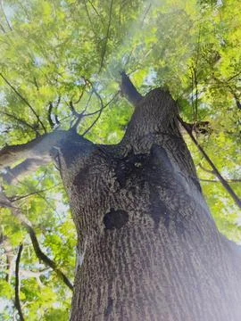 A low angle view of the samanea-saman tree, a large, sturdy tree with a tex.. Stock Photos