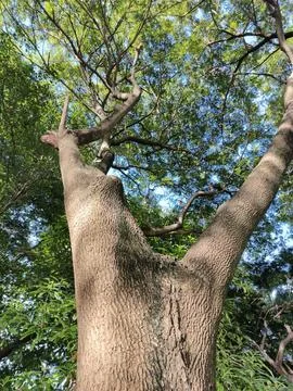 A low angle view of the samanea-saman tree, a large, sturdy tree with a tex.. Stock Photos