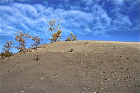 Low angle view of sand dune background landscape with treelined and blue sky Stock Photos