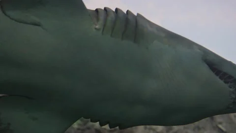 Low angle view of a sand tiger shark at Ripley's Aquarium of Canada Stock Footage 217680805