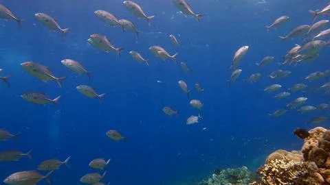 Low angle view of a school of bigeye trevally scattering to the vast blue sea Stock Photos