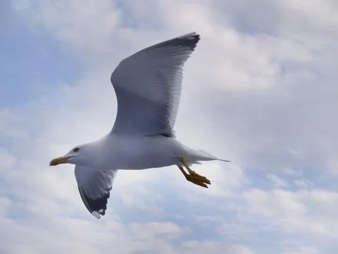 Low angle view of a seagull flying in the air, spreading wing, beautiful bl.. Stock Photos