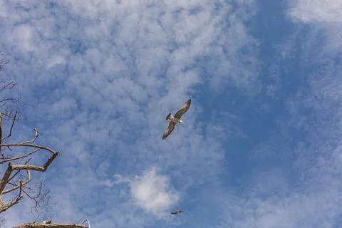 Low Angle View of Seagull Flying Overhead with Spread Wings Stock Photos