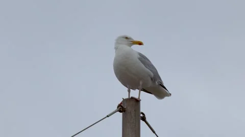 Low angle view of seagull perched on top of metal mast looking around again.. Vídeos de archivo 332592459