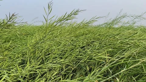 Low Angle View of Seed-Laden Mustard Plants Stock Footage 328892044