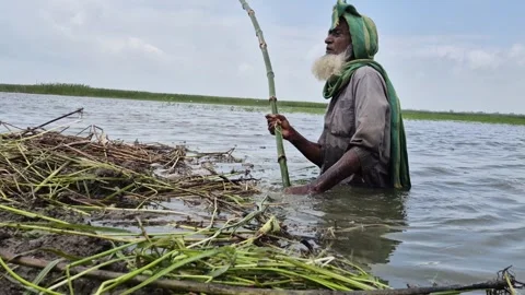 Low Angle View Of Senior Farmer Securing Floating Jute Stack With Bamboo Pole Stock Footage 340301611