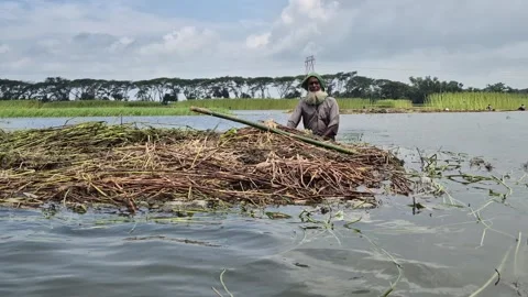 Low Angle View Of Senior Farmer Navigating Floating Jute Stack In Water Stock Footage 340303757