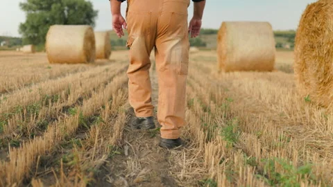 Low angle view of senior farmer boots walking on harvested stubble. Stock Footage 342174155
