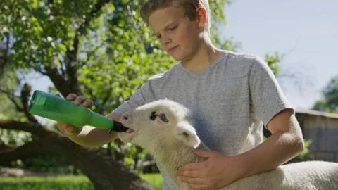 Low angle view of serious boy feeding lamb from bottle in farm yard 库存照片