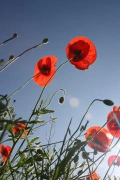 Low angle view of several pretty red poppies in the field during spring summe Stock Photos